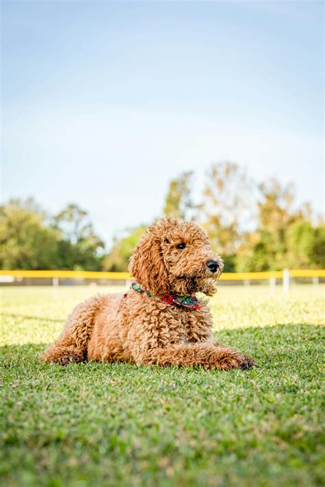 Pure Golden Doodle Puppies – Buy pups online