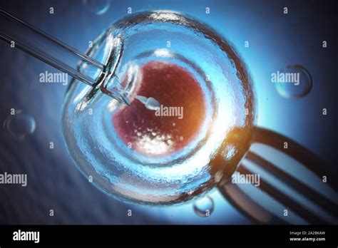 Artificial Insemination Fertilization Of Human Egg Cell By Sperm Ivf In Vitro Fertilization