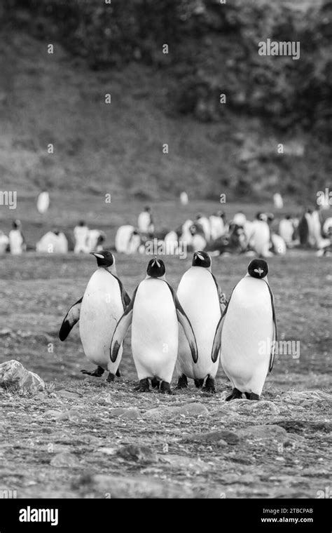 South Georgia, Fortuna Bay. King penguins (Aptenodytes patagonicus