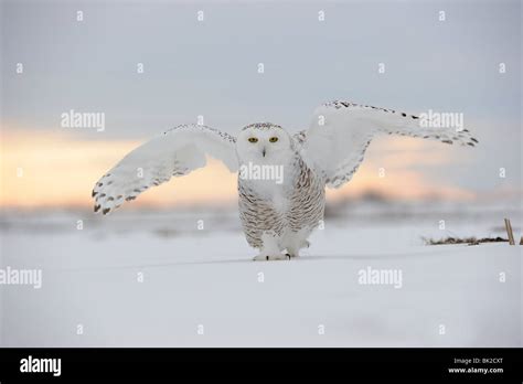 Snowy Owl Hi Res Stock Photography And Images Alamy