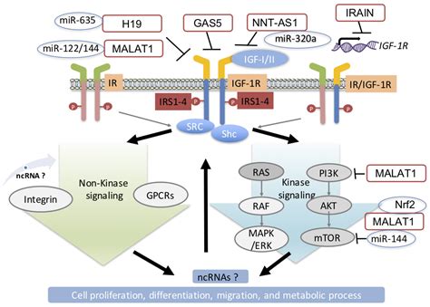 Cells Free Full Text Non Coding Rnas In Igf 1r Signaling Regulation