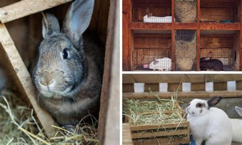 Combining Convenience An Analysis Of Rabbit Hay Feeder With Integrated