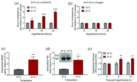 Er Resident Protein Secretion Is Triggered By Hyperthermia A B Gluc