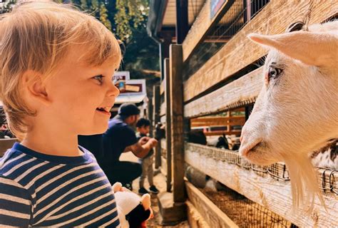 Meet The Animals At 14 Great San Francisco Petting Zoos And Animal