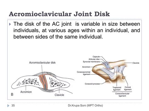 Shoulder Complex Biomechanics Ppt