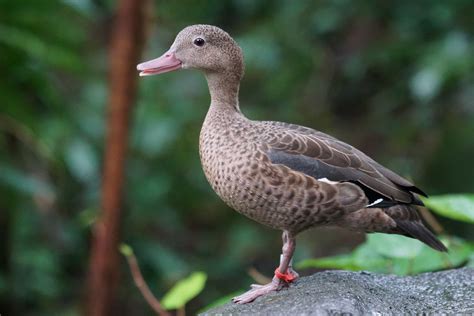 picture animal nature duck wildlife bird waterfowl