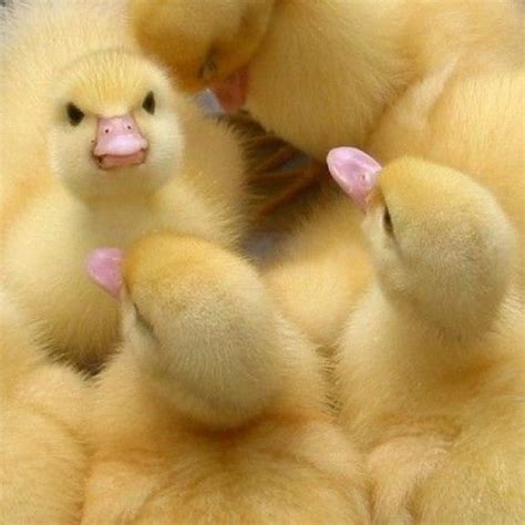 The Angry Duck Cute Animals Baby Animals Animals Beautiful