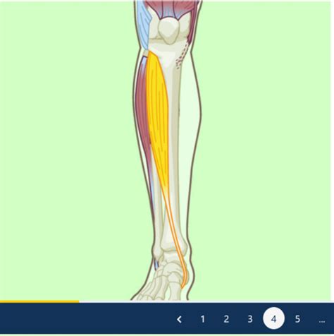 leg  hip complex anatomy flashcards quizlet