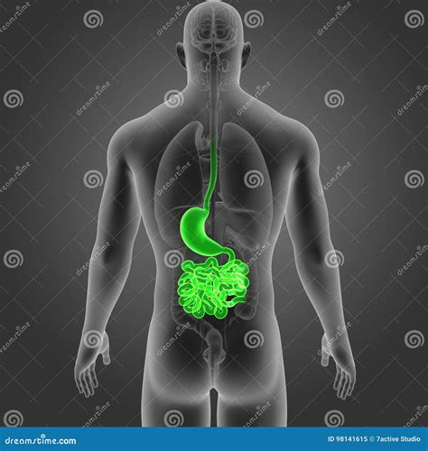 胃和小肠有器官后部视图 库存例证 插画 包括有 肌肉 黏膜 人力 括约肌 器官 健康 回肠 98141615