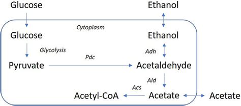 A Schematic Diagram Of The Metabolic Pathways Found In Saccharomyces