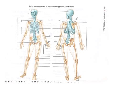 Bones Of The Axial And Appendicular Skeleton Diagram Quizlet