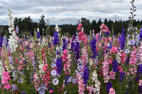 Silver Falls Seed Company Larkspur Rocket Mix