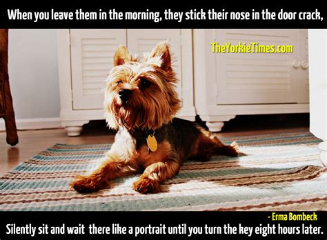 Cute Yorkie Quotes. QuotesGram