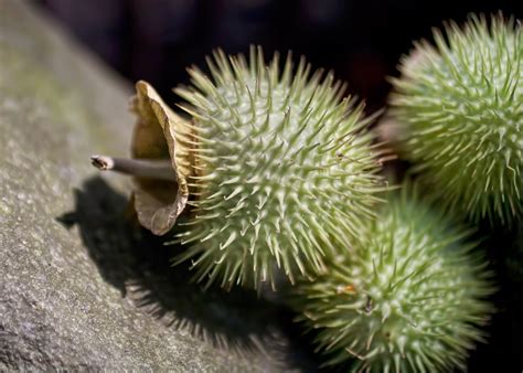 Seed Pod Angel Trumpet Angel Trumpet Or Dakura Plant Seed Flickr
