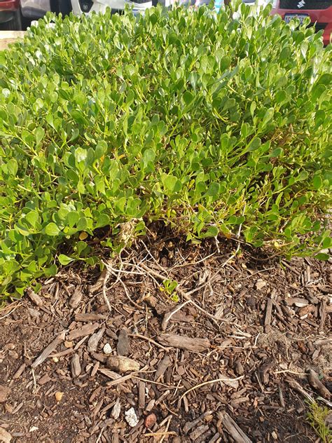 Scaevola crassifolia – Muchea Tree Farm