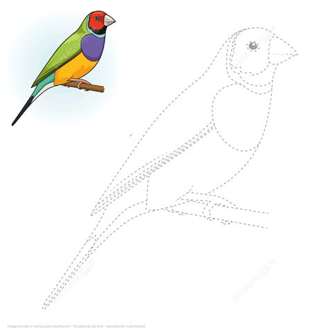 Draw a Gouldian Finch by Tracing Dashed Line and Color | Free Printable