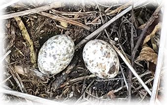 Nightjars of the Forest of Dean