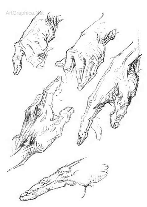 Anatomy Of The Hand And How To Draw Hands By George Bridgman Human