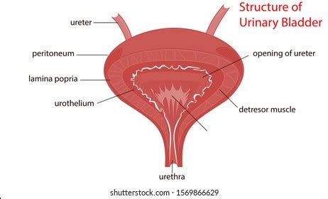 anatomical structure urinary bladder infographics illustration