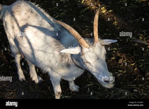 Portrait Of A White Goat Stock Photo Alamy