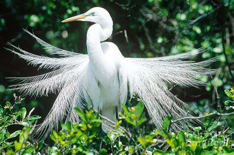 Great Egret Displaying Breeding Plumage Photograph By Millard H Sharp
