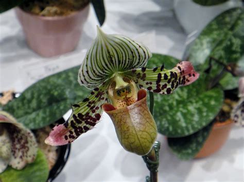 Paphiopedilum Argus Reichenbach F Stein