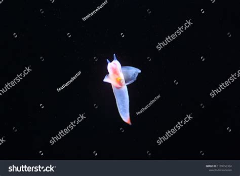 Naked Sea Butterfly Sea Angel Common Stock Photo 1109656304 Shutterstock
