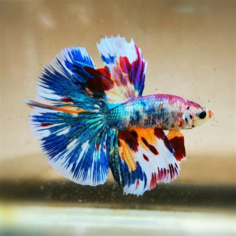 Beautiful Betta Fancy Halfmoon Male Betta Fish Pet Fish Cool Fish