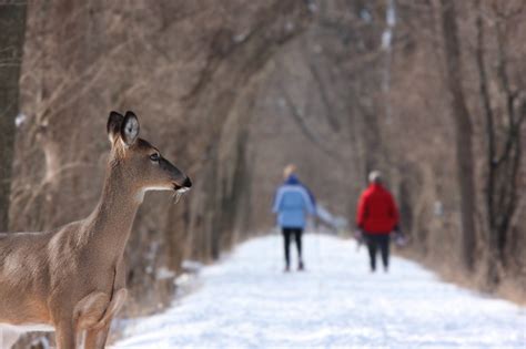 Human Wildlife Coexistence Programs You Should Know About Cppclca