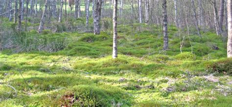 Promenader I G Teborg Sex Naturspotar