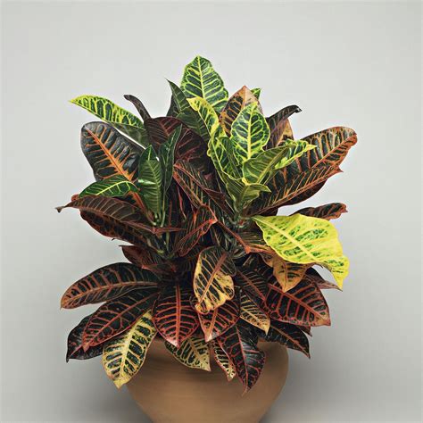 Colorful Foliage Houseplants