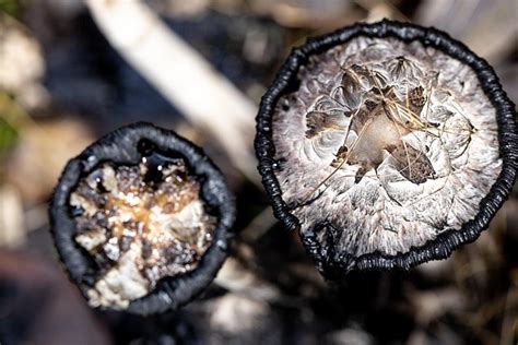 M S De Im Genes Gratis De Vagina Peluda Y Naturaleza Pixabay