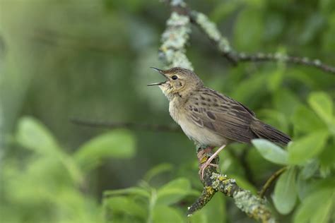 Common Grasshopper Warbler Locustella Naevia Hjälstaviken Flickr