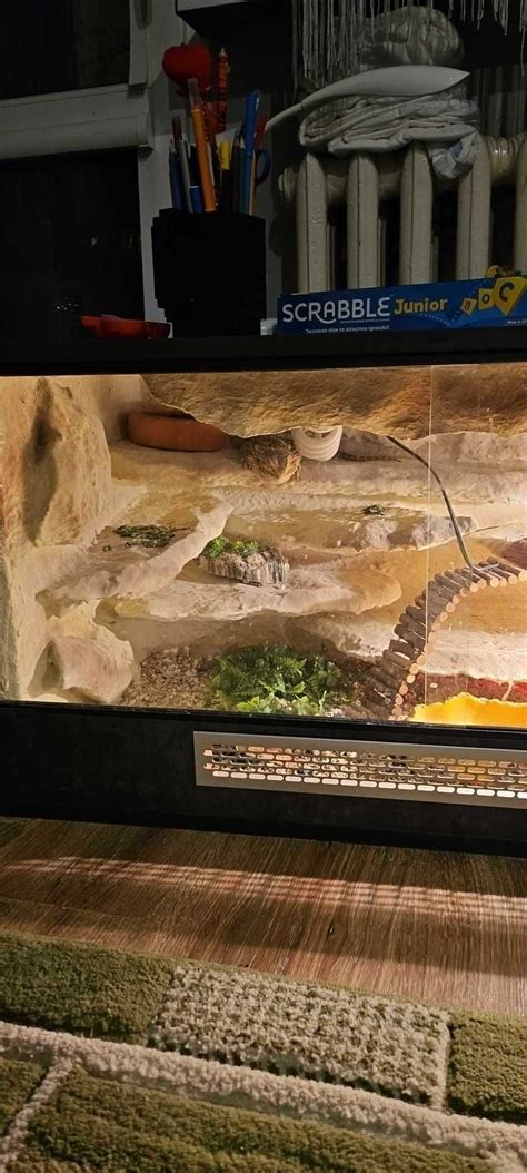 Agama Brodata Z Terrarium D Widzew Olx Pl