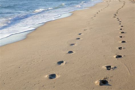 Passos Na Areia No Por Do Sol Praia Tropical Arenosa Bonita Pegadas