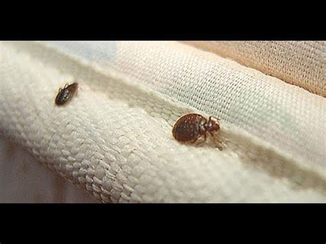 Я больше не застилаю постель с утра. Орда постельных клещей канули в ...