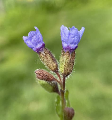 Hierba Pulmonar Pulmonaria Officinalis Imagen De Archivo Imagen De