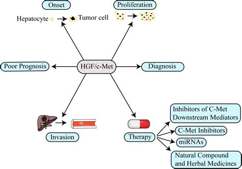 Hepatocellular Cancer Signaling Pathway At Shirley Arrowood Blog