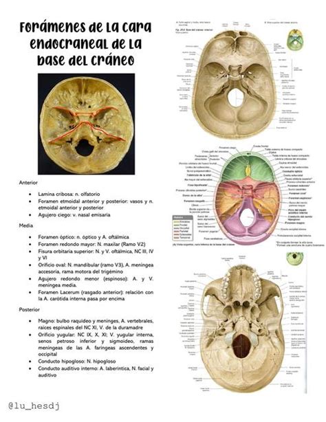 Foramenes De La Base Endocraneal Y Sus Contenido Lulu Hesdj Udocz