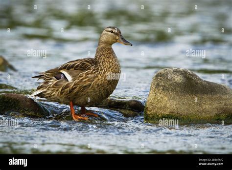 Alert female mallard standing on a rock in stream with water flowing ...