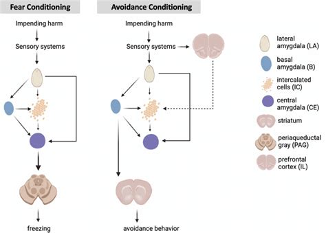 Simplified Schematics Of The Neural Circuitry Underlying Fear Download Scientific Diagram