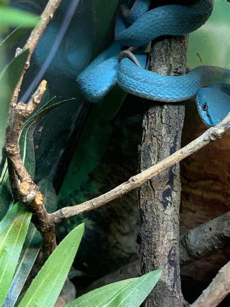 Bamboo Pit Viper 3