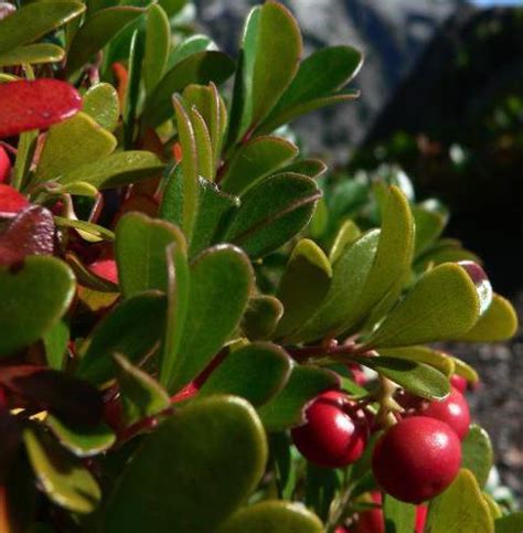 Медвежьи Ушки Трава Инструкция - uniserv10