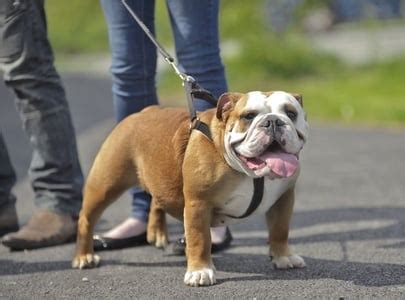 How to Train an Urban Dog: Tricks to Turn Regular Walks Into Training