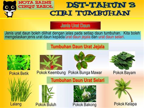 Sains Tahun 1 Unit 6 Tumbuhan Kenali Bahagian Tumbuha
