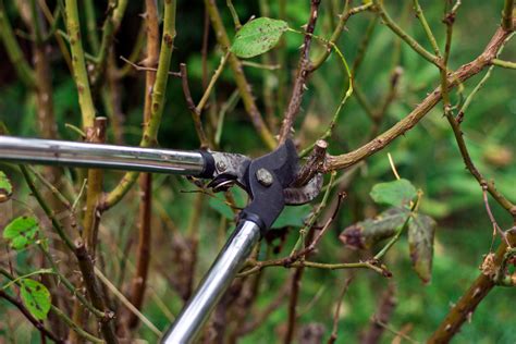 hecke schneiden anleitungen illustrationen und video