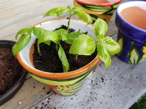 how to propagate basil plant 10