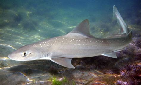 Самая маленькая акула в мире (топ 10): список карликовых видов ...