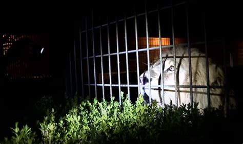 Éjszaká ZOO a Gyöngyösi Állatkertben videó Gyöngyös Ma