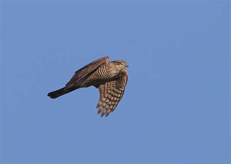 Sparrowhawk In Flight Sequence By Neilschofield Ephotozine